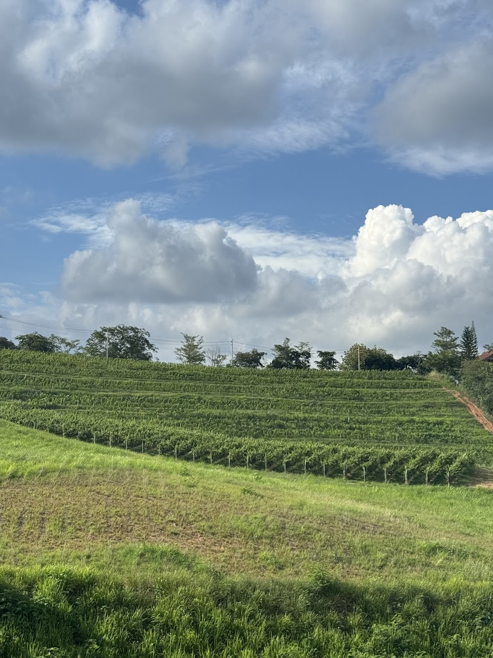 Alcidini Winery