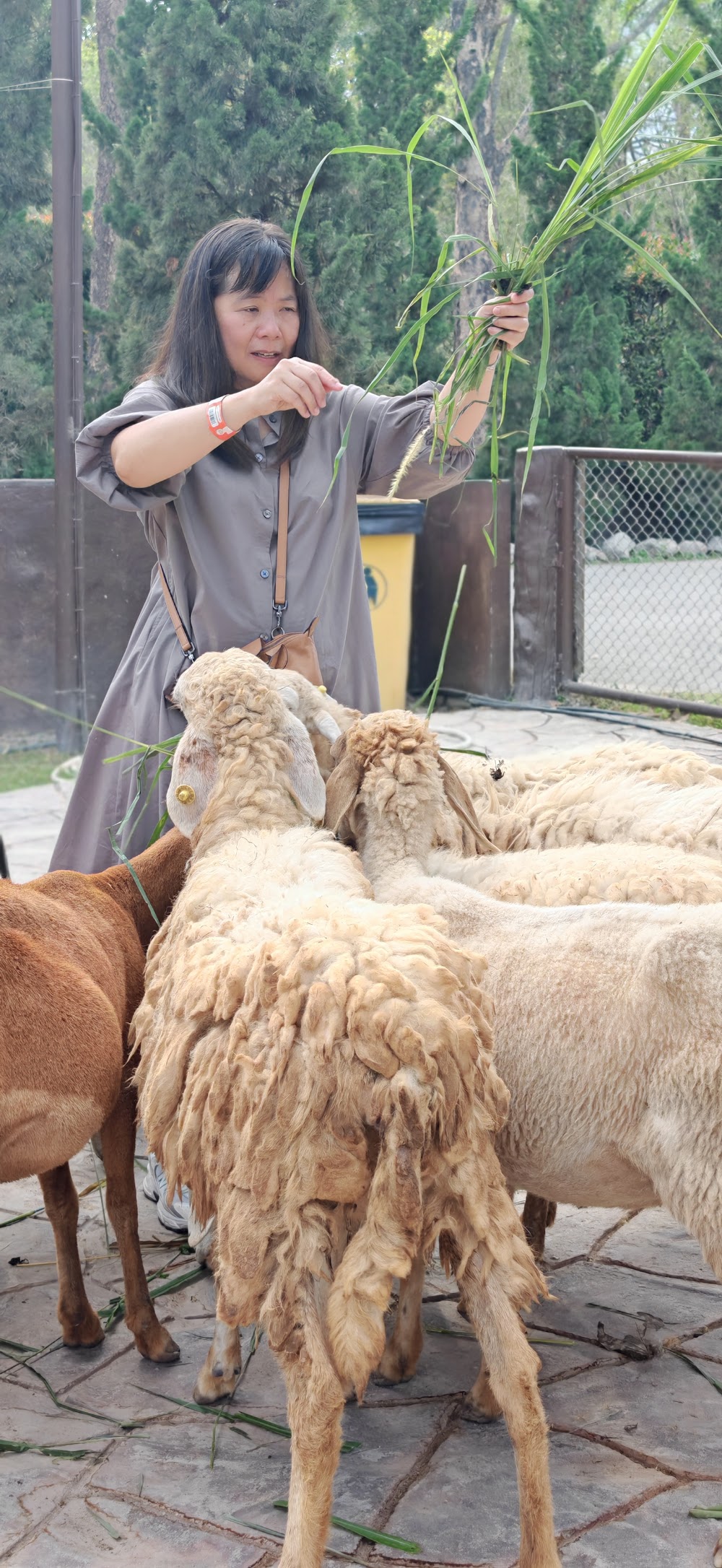 AlpacaHill