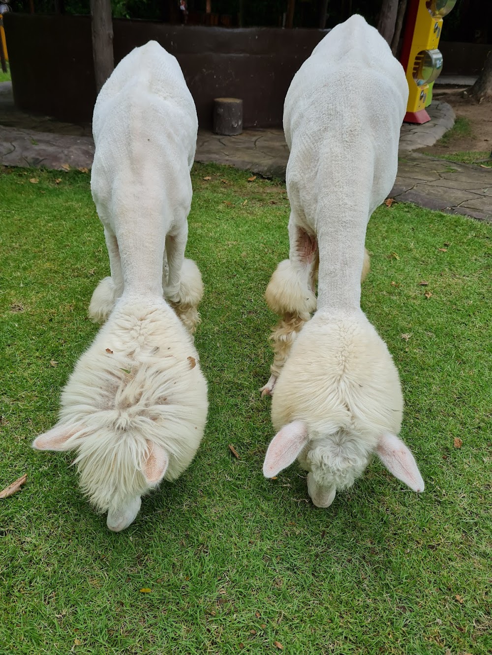 AlpacaHill