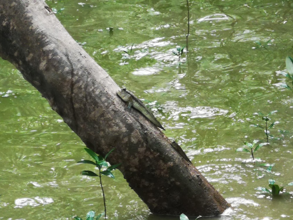 Bangpu Nature Education Center