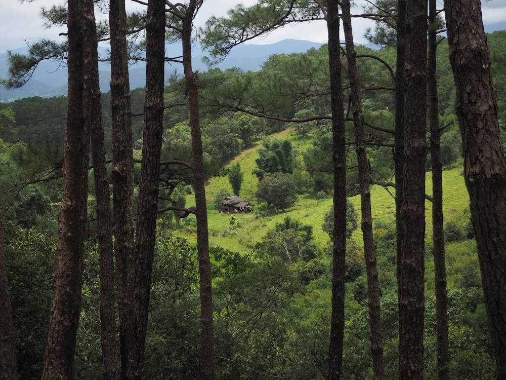 Bo Kaeo Pine Tree Garden