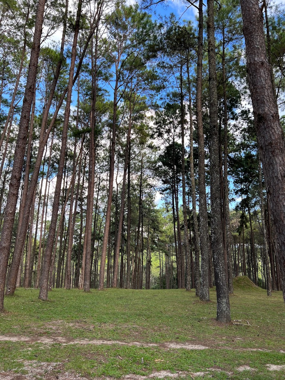 Bo Kaeo Pine Tree Garden