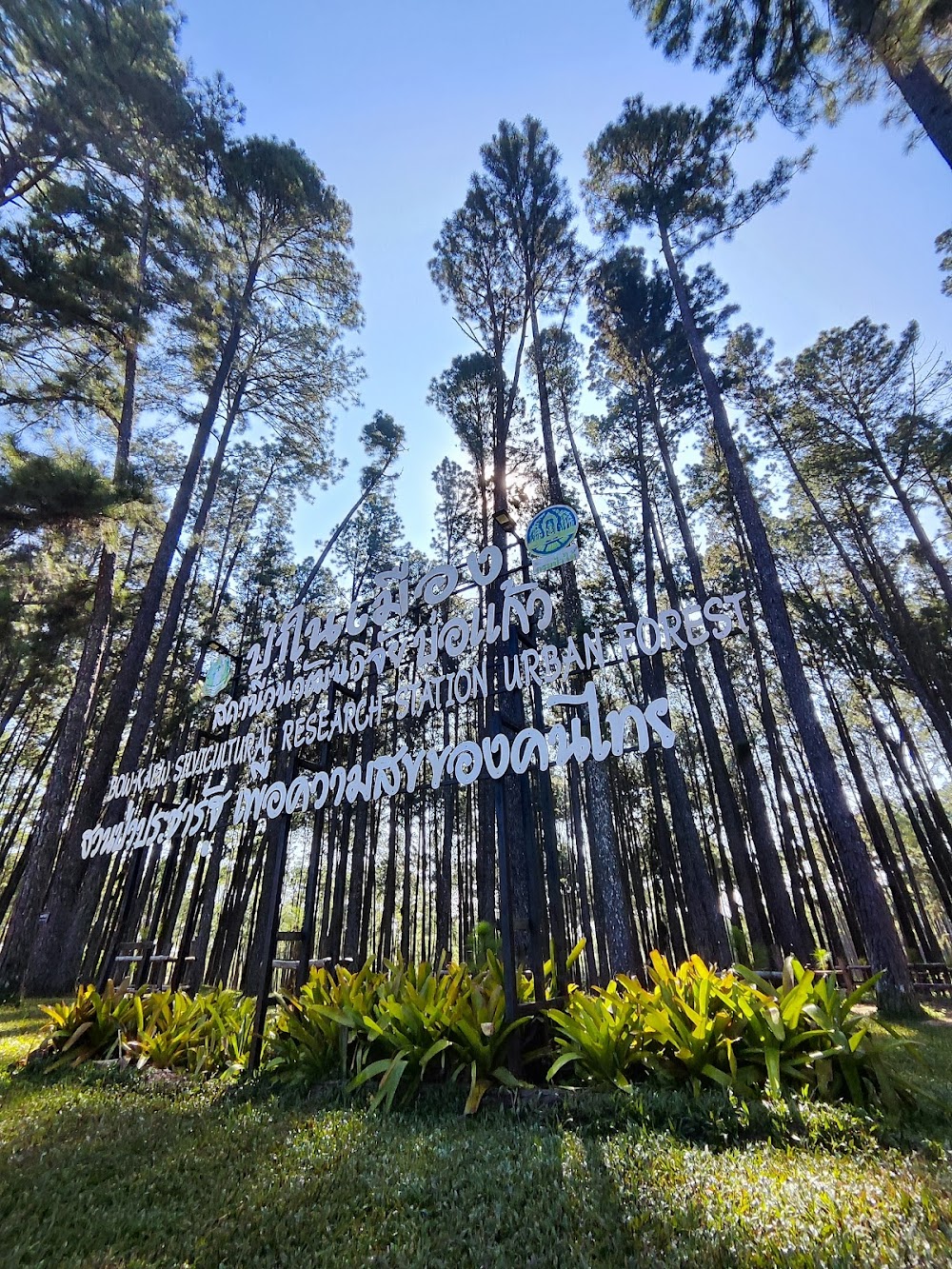 Bo Kaeo Pine Tree Garden