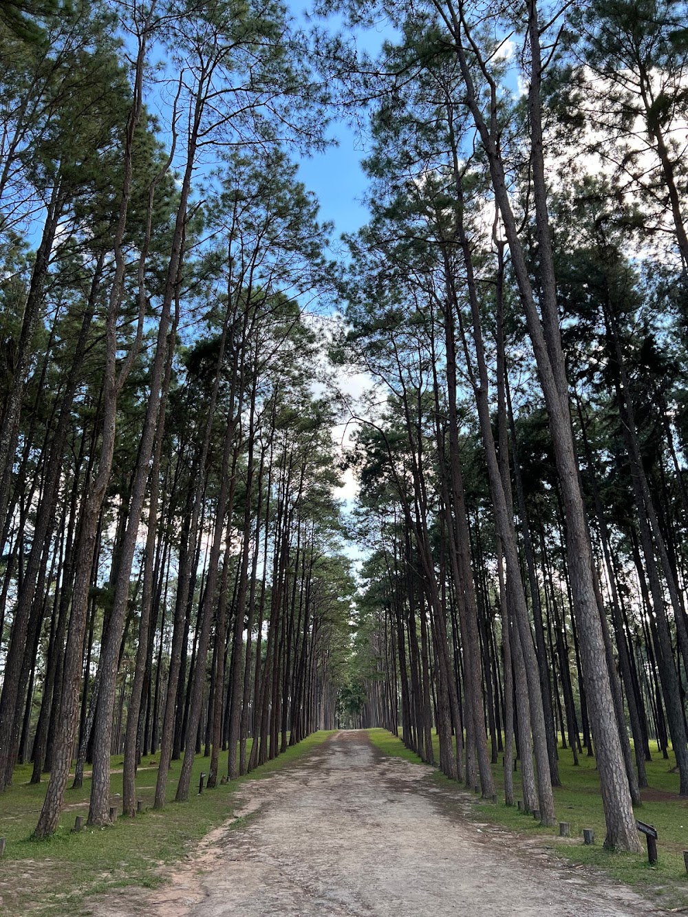 Bo Kaeo Pine Tree Garden