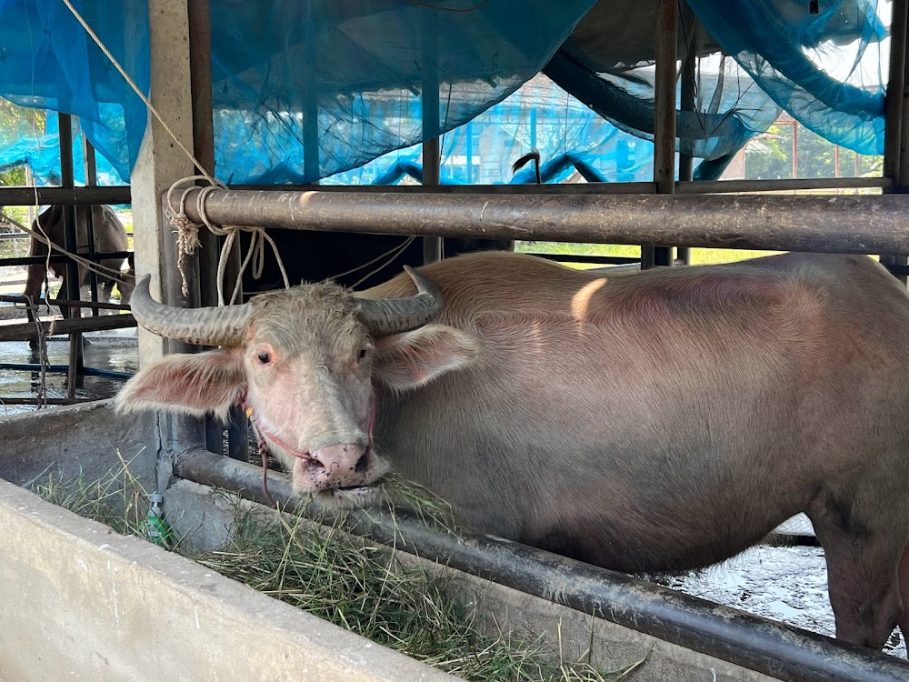 Buffalo Conservation Village