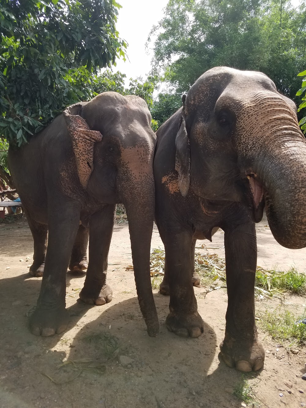 Chiangmai Mountain Sanctuary