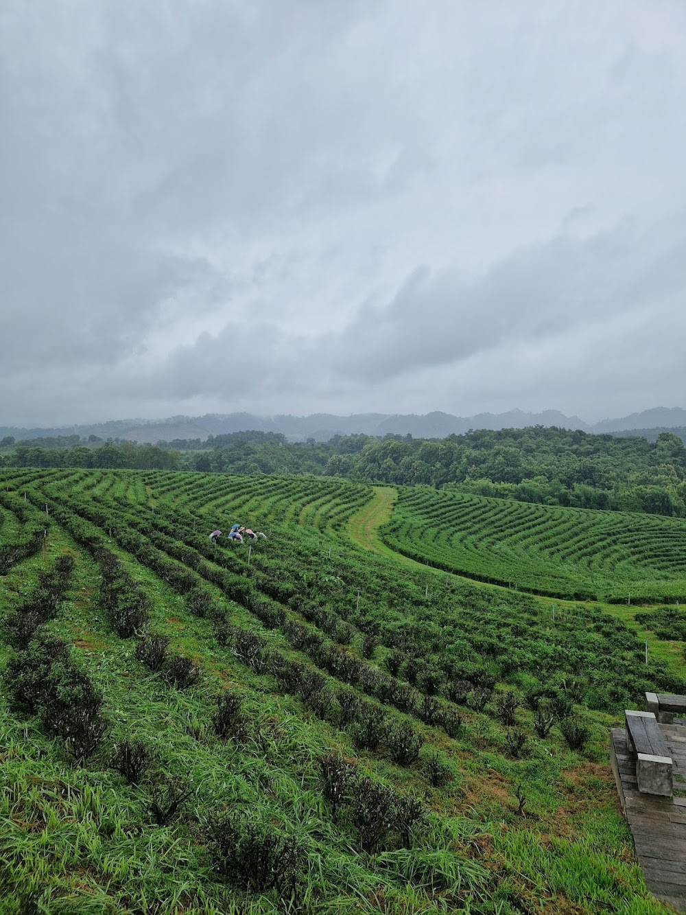 Choui Fong Tea
