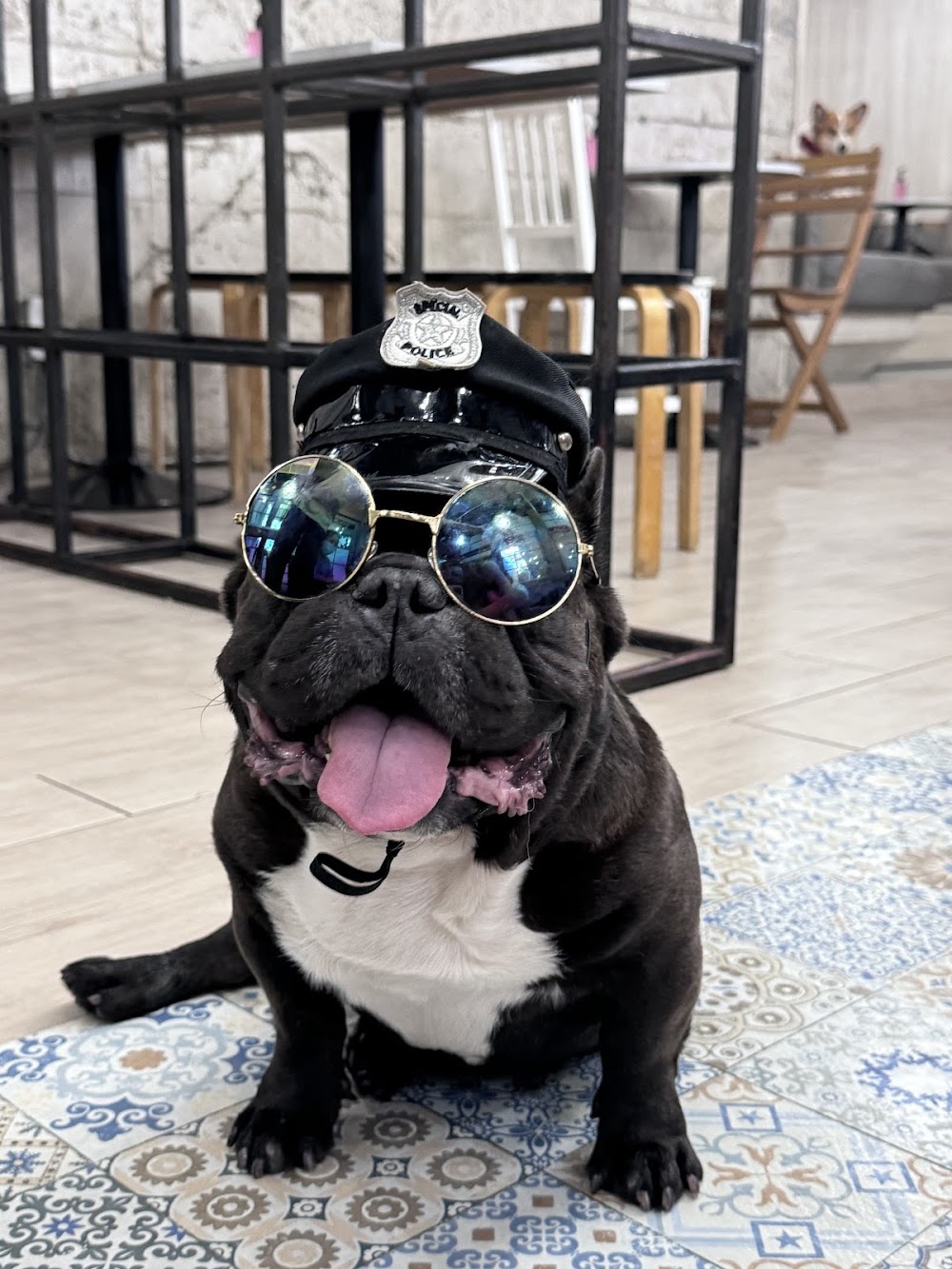 Dog in Town
