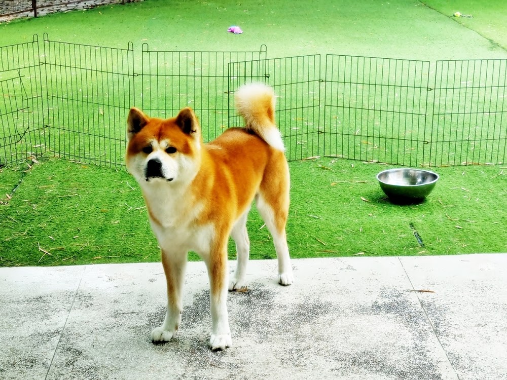 Dog in Town