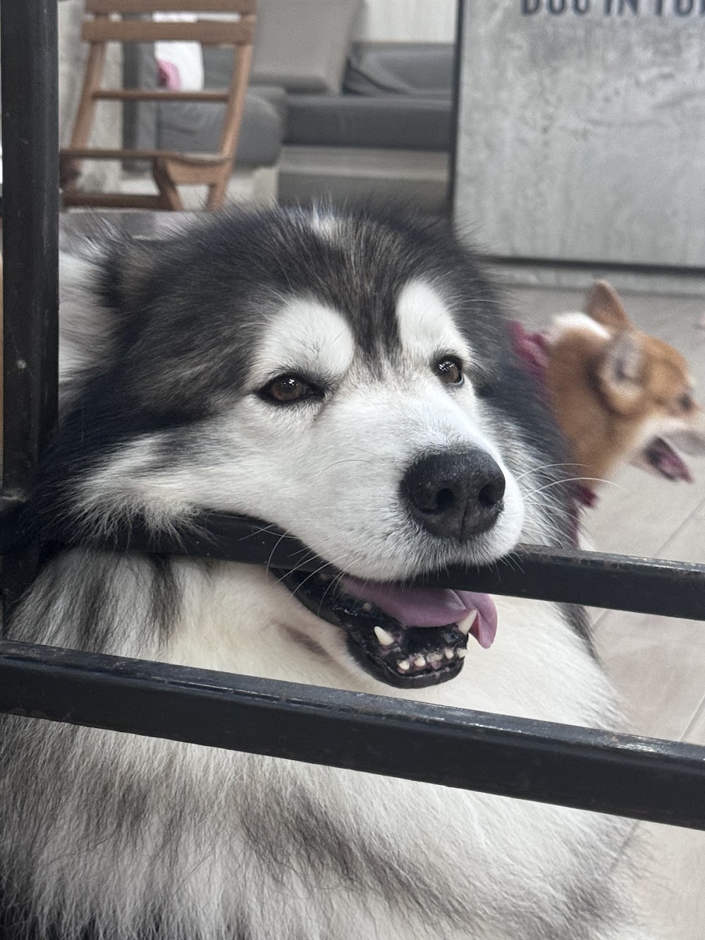 Dog in Town