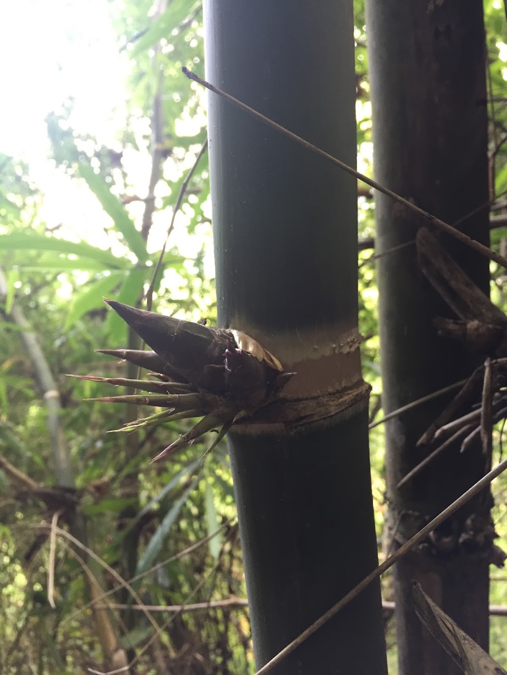 Doi Khun Tan National Park