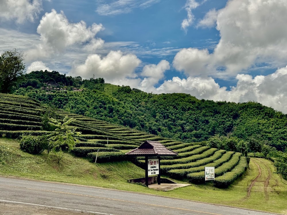 Doi Mae Salong