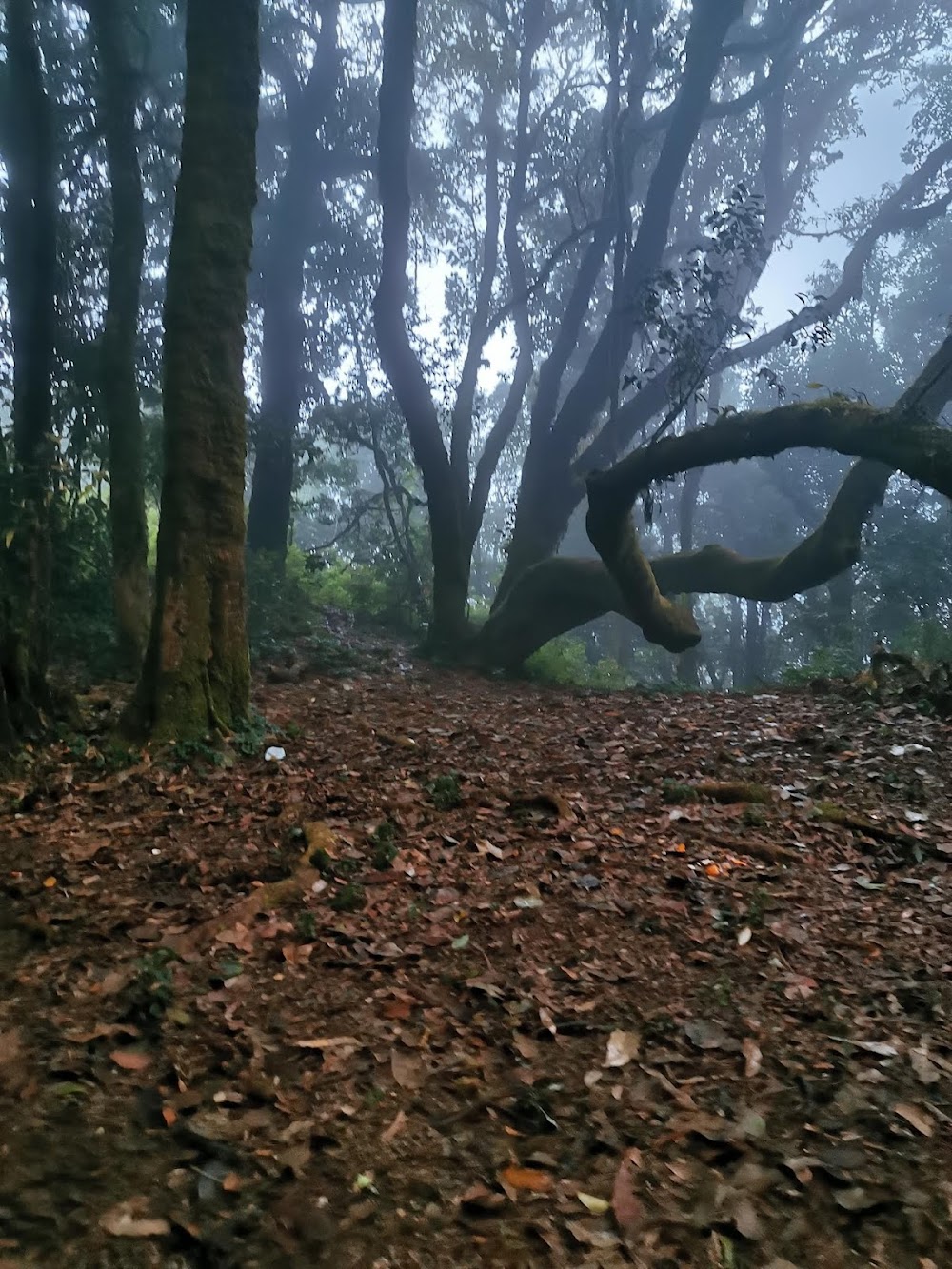 Doi Pha Hom Pok National Park