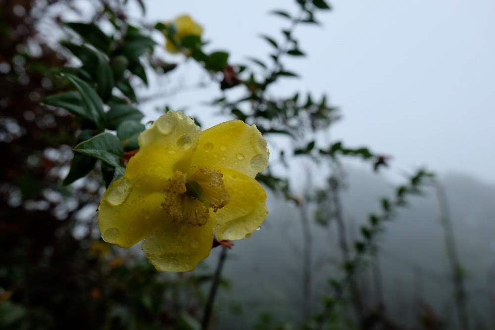 Doi Pha Hom Pok National Park