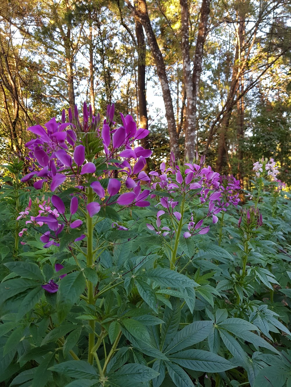 Doi Phu Kha National Park