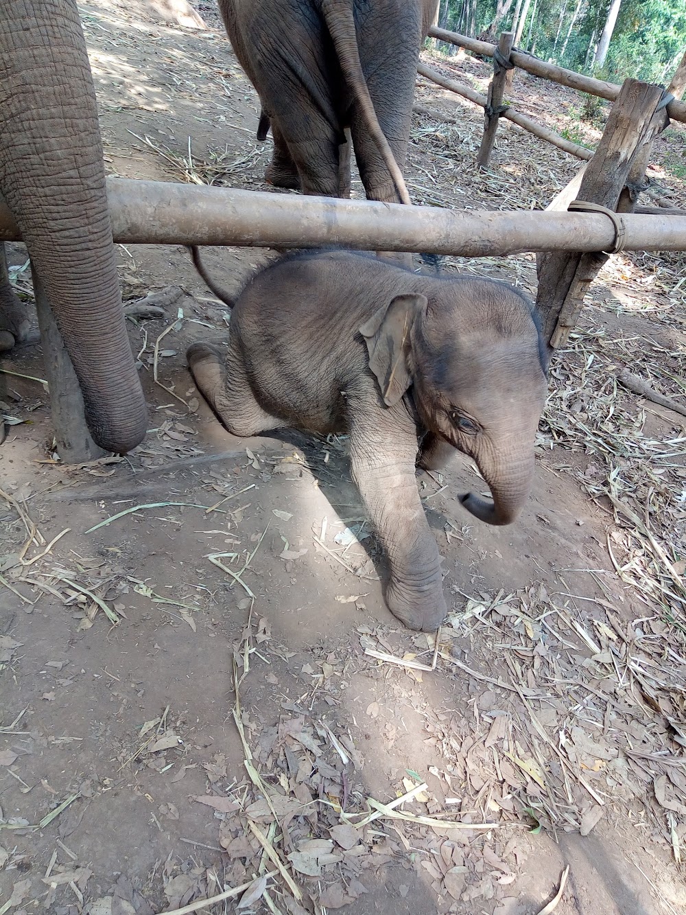 Elephant​ Jungle​ Paradise​ Park