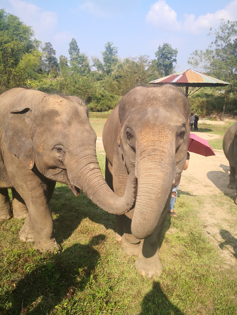 Elephant Retirement Park