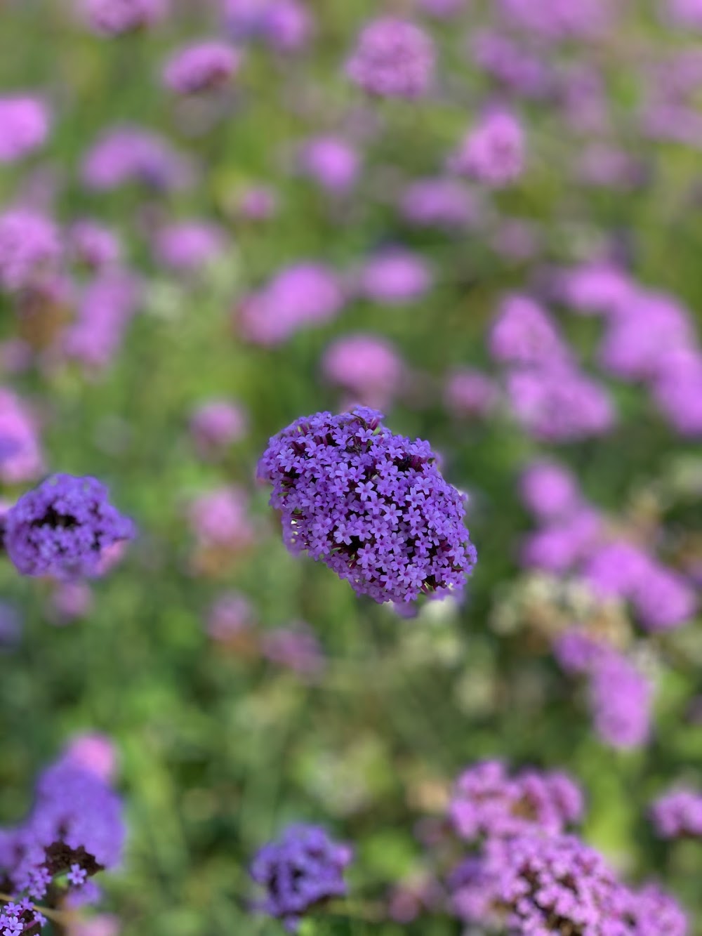 Flora Park