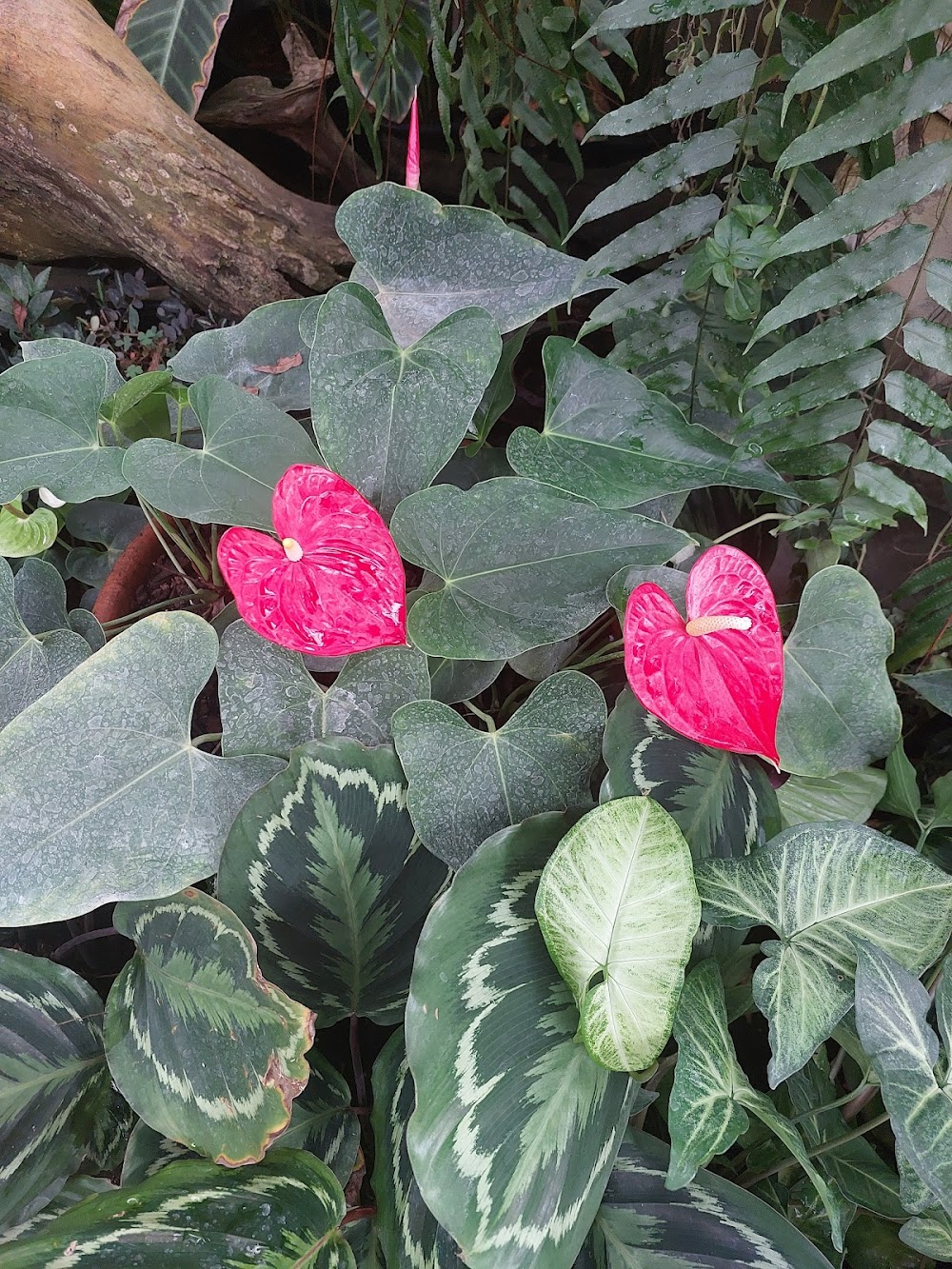 Flora Park