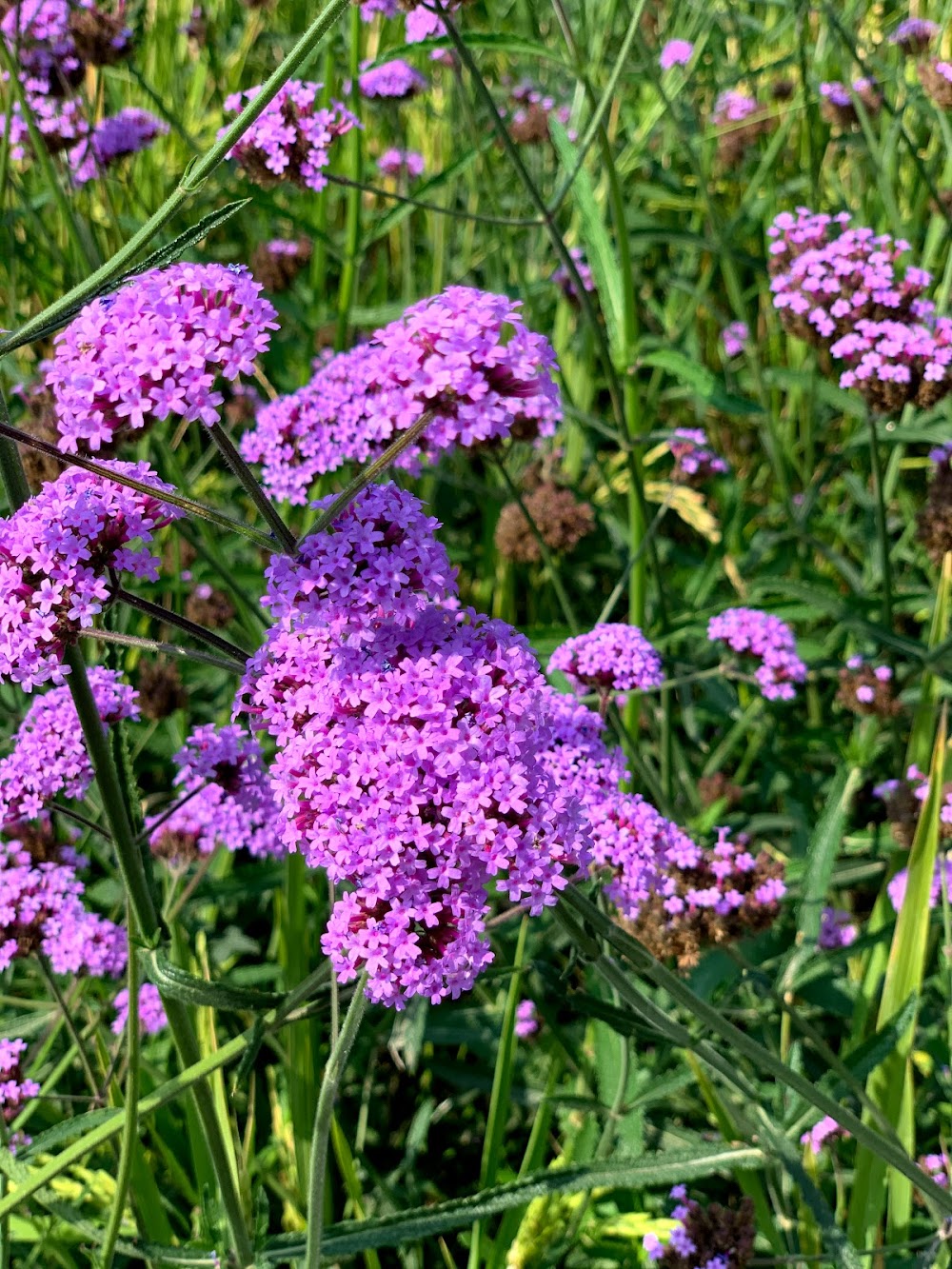 Flora Park