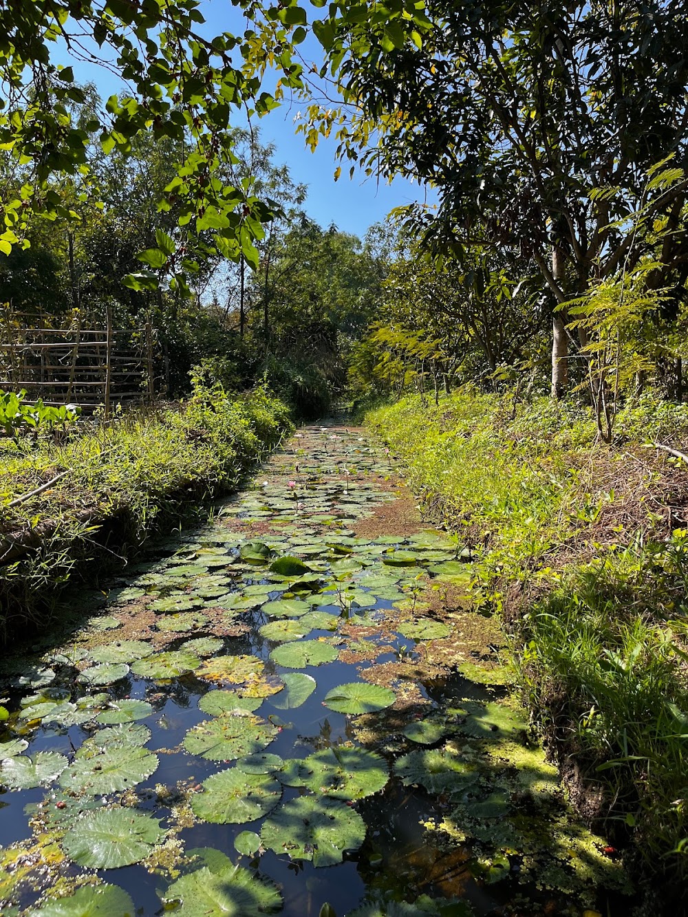 Ginger Farm