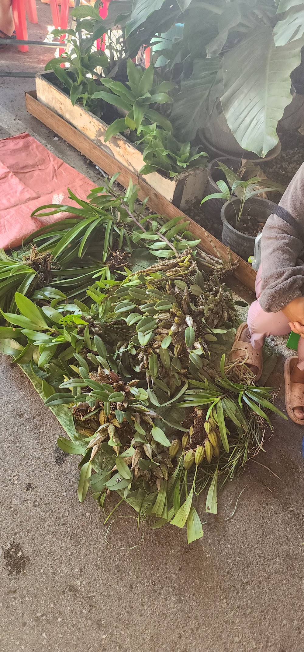 Kad Luang Chiang Rai Market