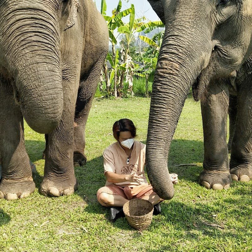 Karen Elephant Family