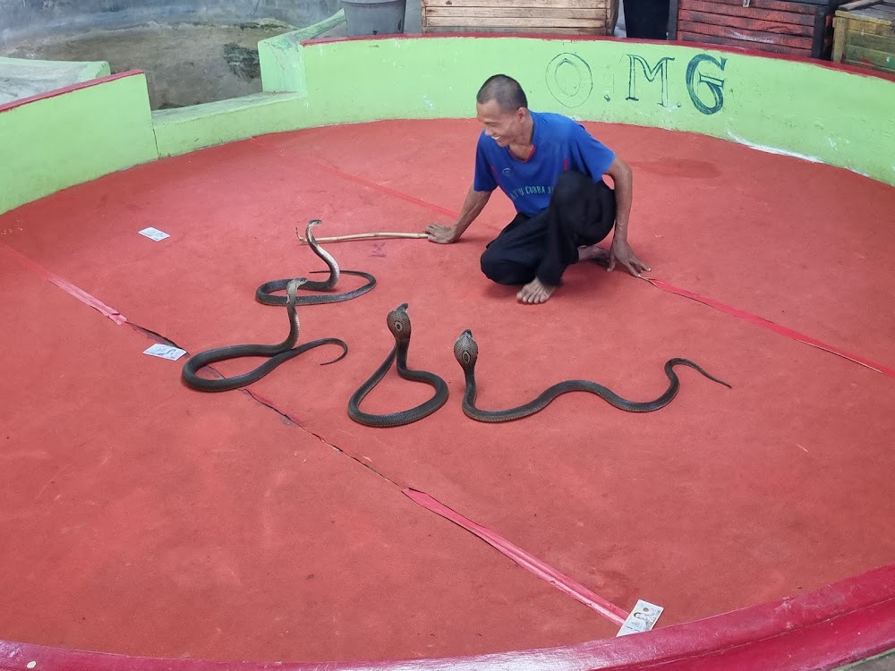 Kathu Cobra Show