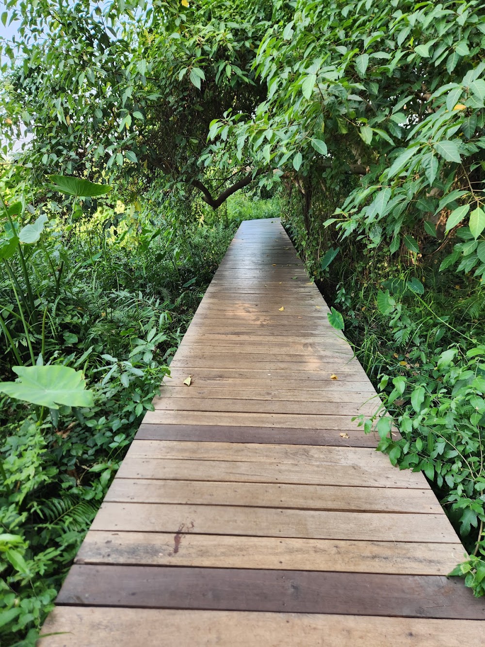 Kham Chanod Forest