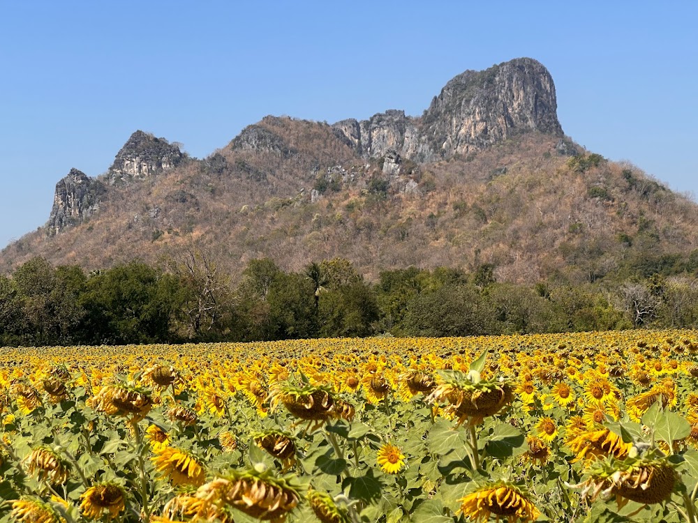 Khao Chin Lae Sunflower Field