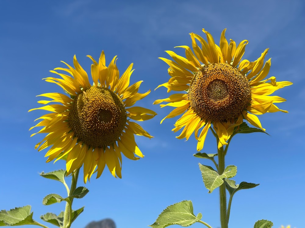 Khao Chin Lae Sunflower Field