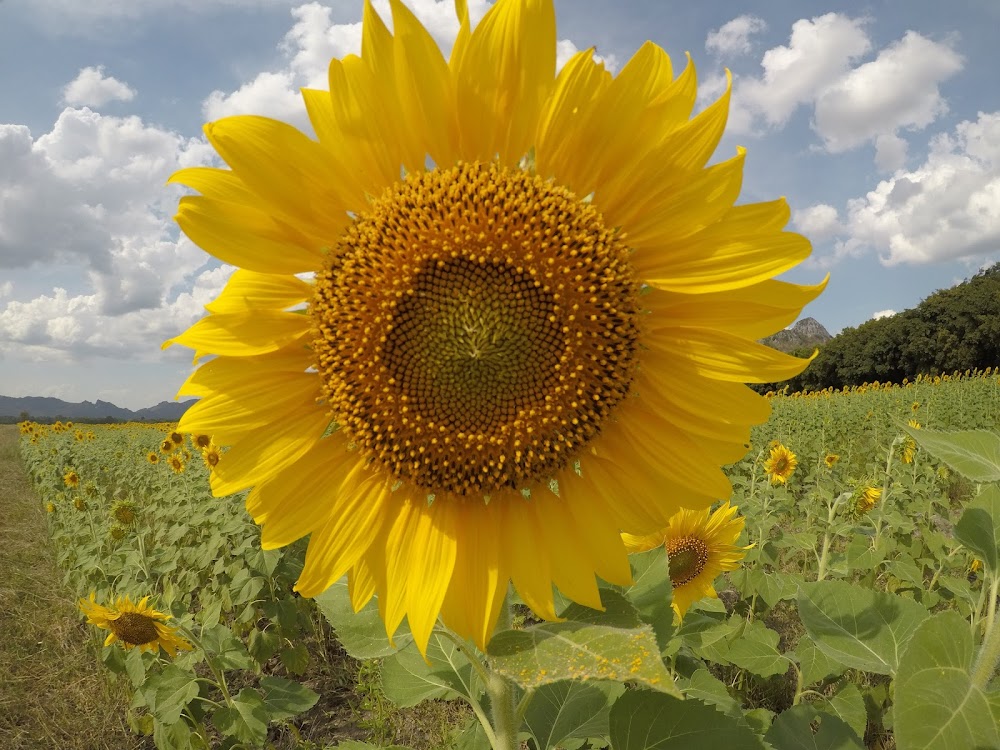 Khao Chin Lae Sunflower Field