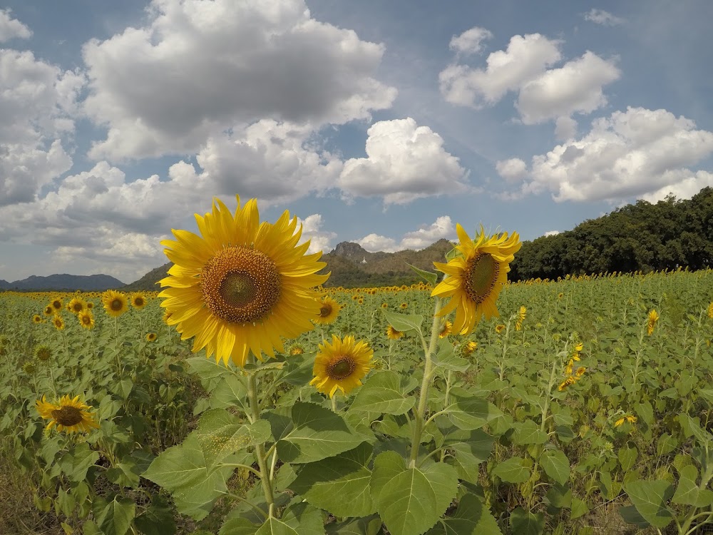 Khao Chin Lae Sunflower Field