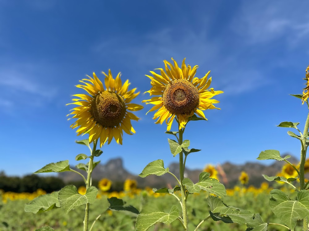 Khao Chin Lae Sunflower Field