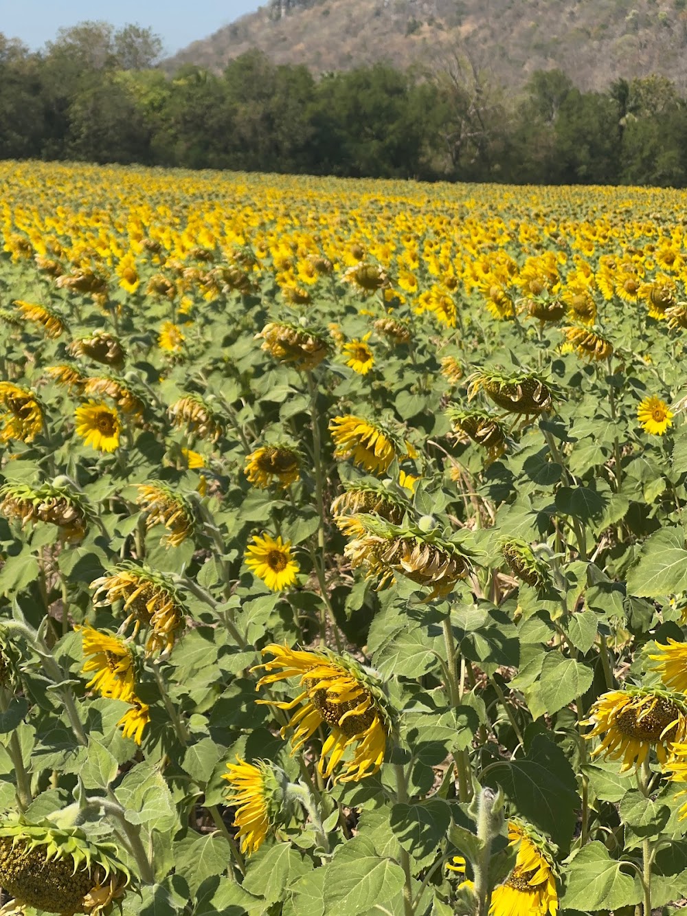 Khao Chin Lae Sunflower Field