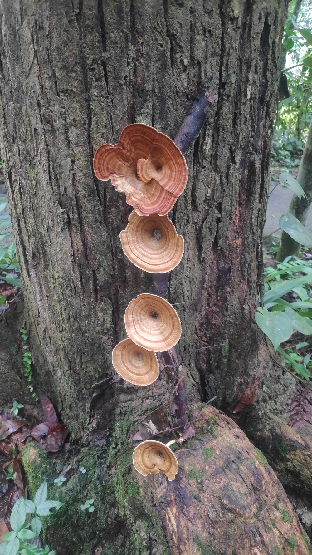 Khao Luang National Park