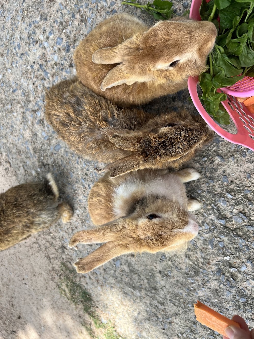 Khao Yai Farm Village