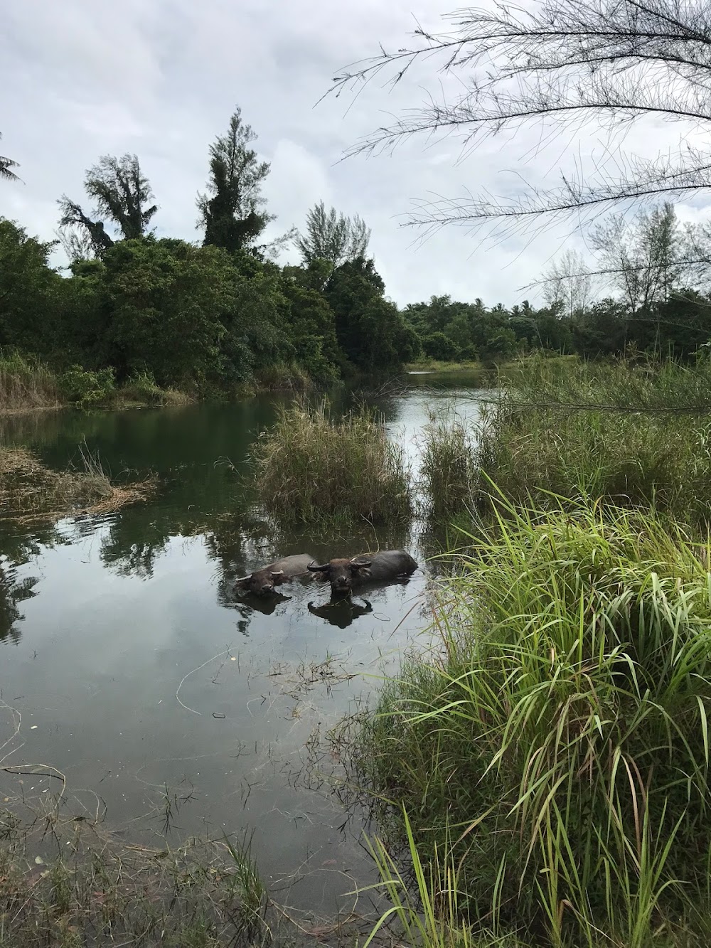 Khaolak Horse Club