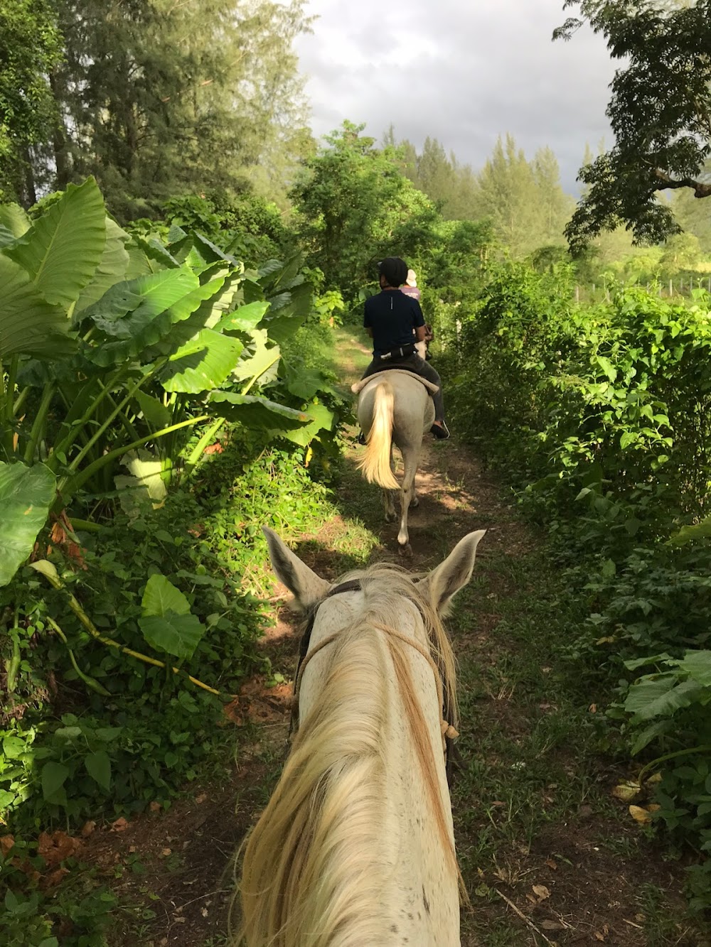 Khaolak Horse Club