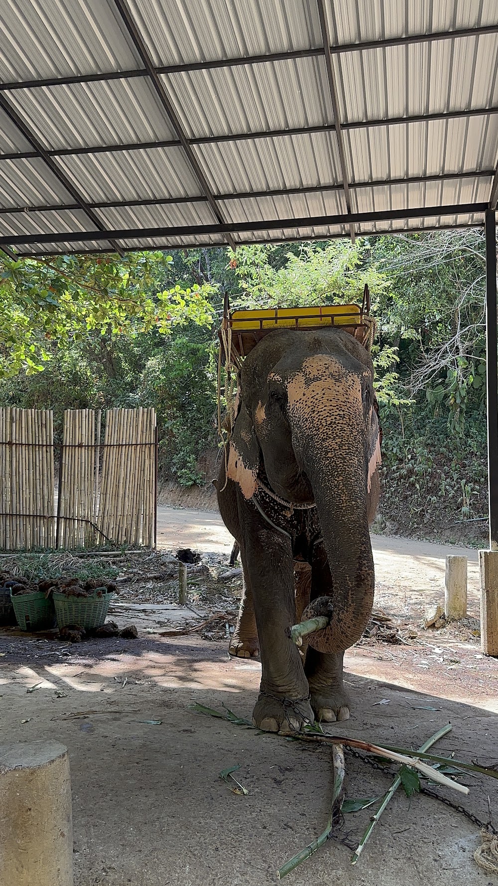 KokChang Safari Elephant Trekking