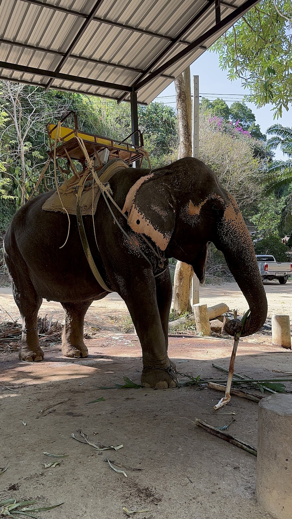 KokChang Safari Elephant Trekking