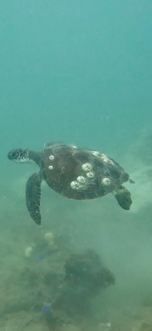 Kon-Tiki Krabi Diving & Snorkeling Center - Krabi