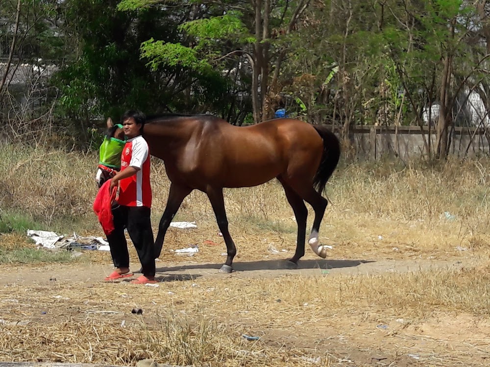 Korat Horse  Racing Club