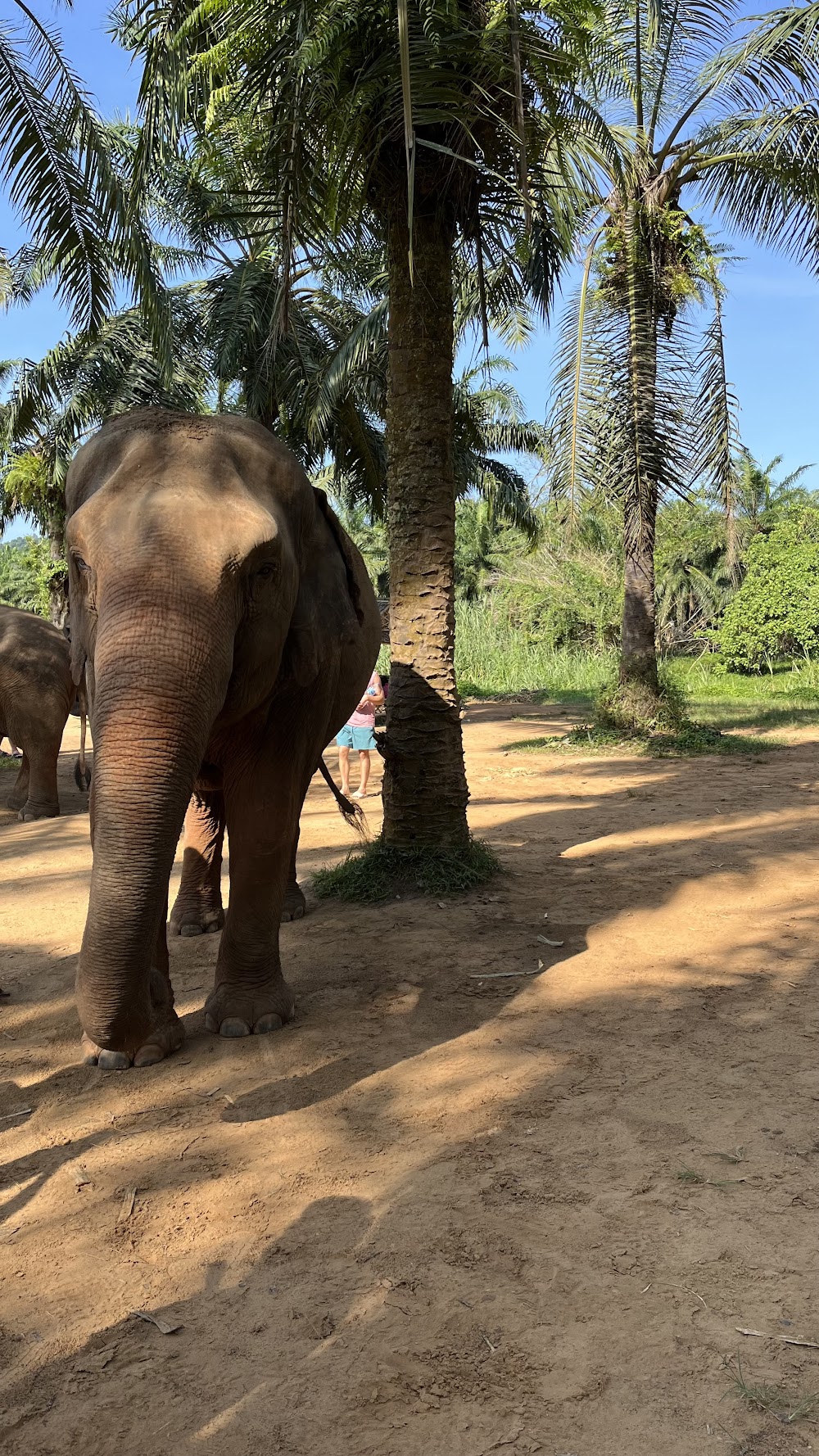 Krabi Elephant House Sanctuary