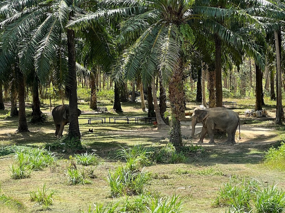 Lanta Elephant Sanctuary