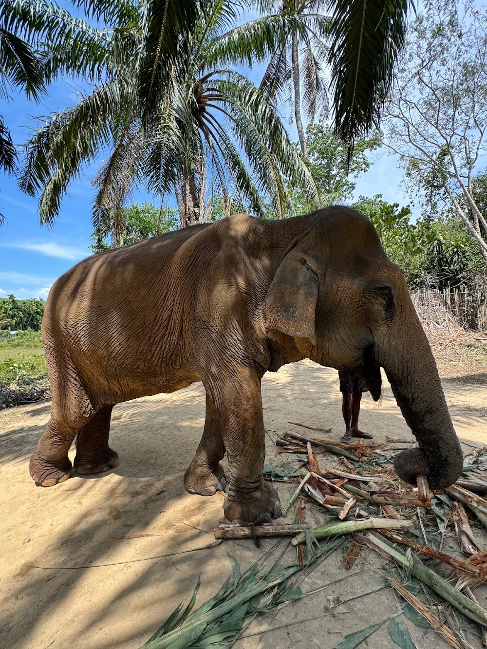 Lanta Elephant Sanctuary