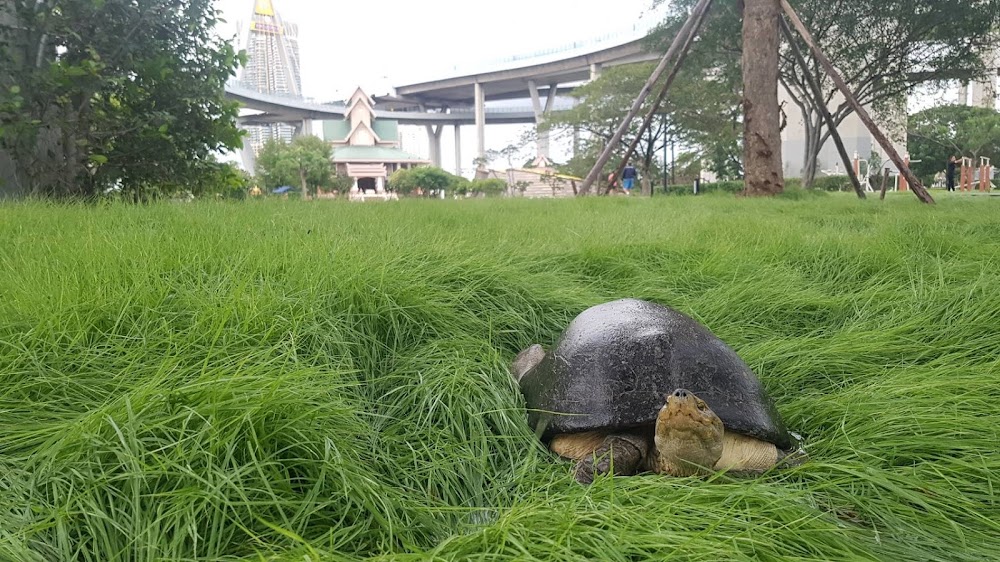 Lat Pho Park