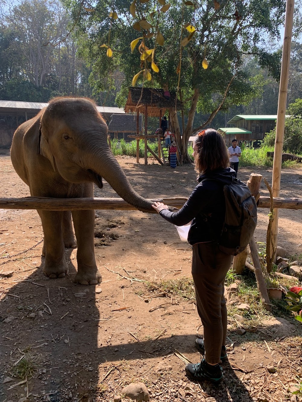 Mae Wang Elephant Camp