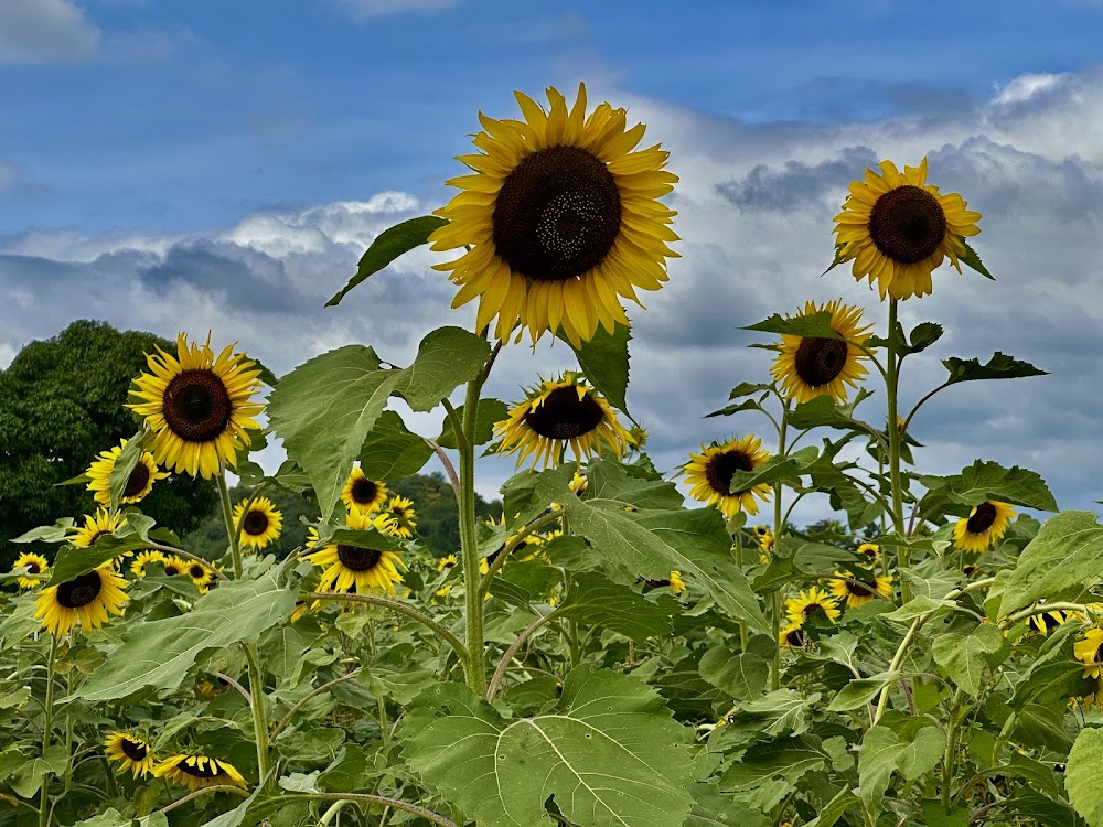 Manee Sorn Sunflower Field