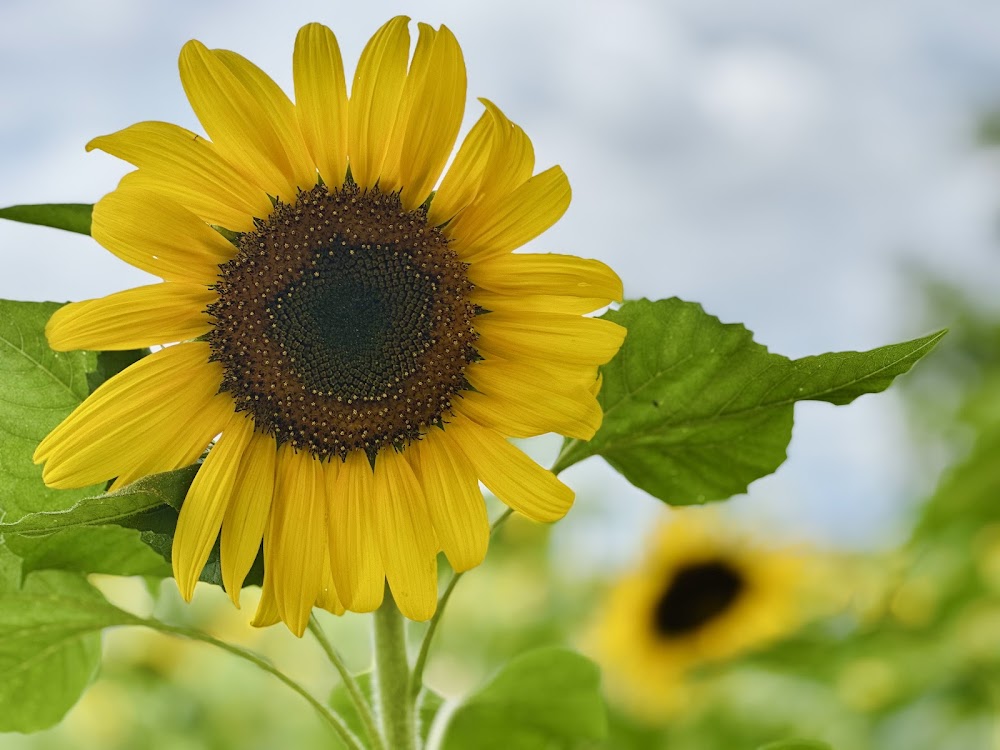 Manee Sorn Sunflower Field